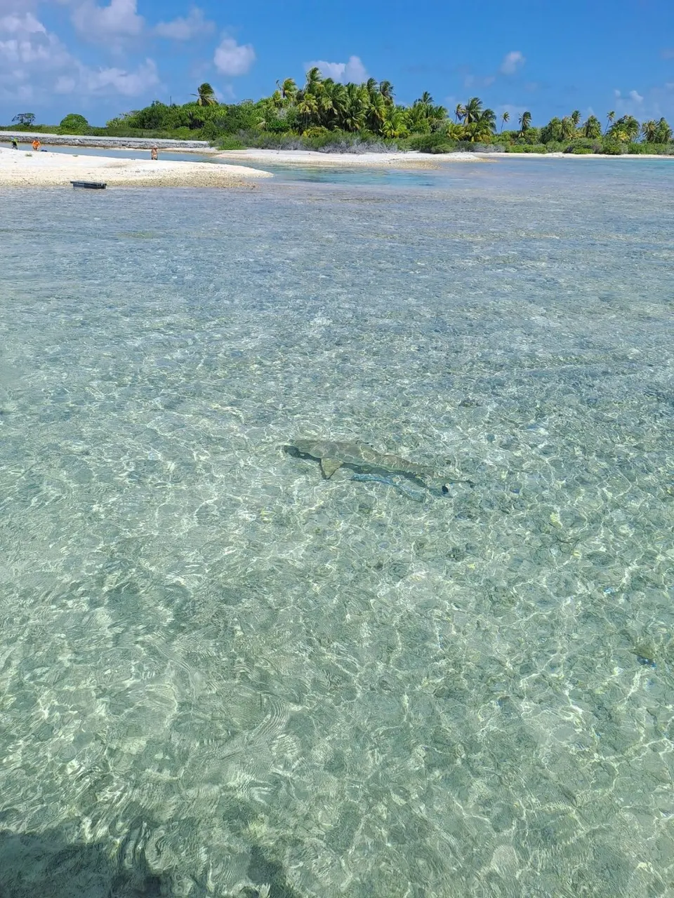 Snorkeling dans le lagon de Manihi